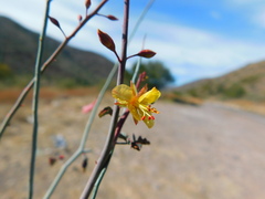 Hoffmannseggia intricata