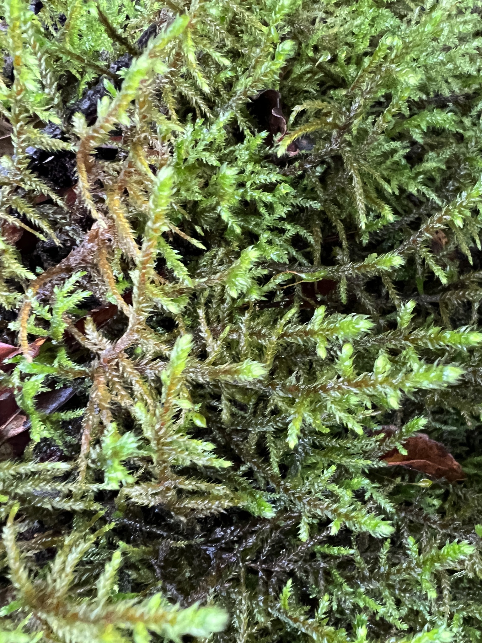 Antitrichia curtipendula