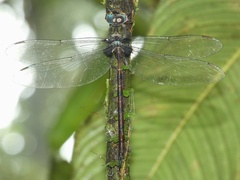 Gynacantha membranalis