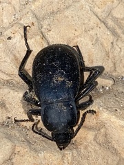 Blaps mucronata