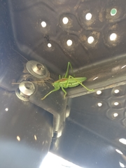 Hubbellia marginifera