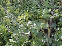 Lomatium lucidum