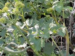 Lomatium lucidum