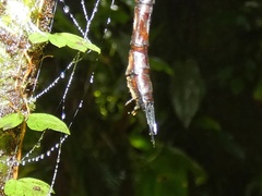 Gynacantha membranalis