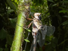 Gynacantha membranalis