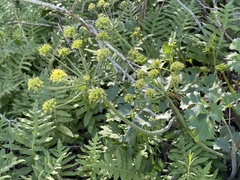 Lomatium lucidum