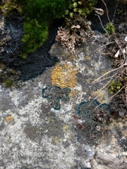 Leproplaca cirrochroa