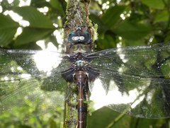 Gynacantha membranalis