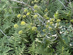 Lomatium lucidum
