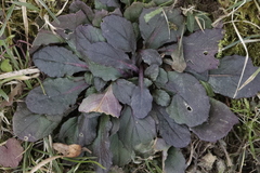 Ajuga
