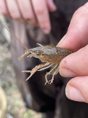 Procambarus acutus