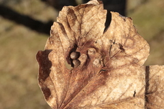 Pediaspis aceris