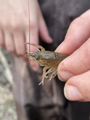 Procambarus acutus