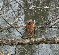 Buteo lineatus