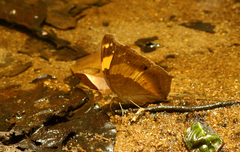 Yoma sabina