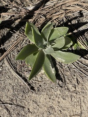 Dudleya lanceolata