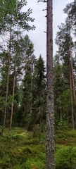 Pinus sylvestris