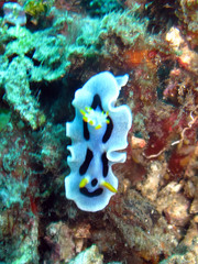 Chromodoris alcalai