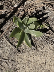 Dudleya lanceolata