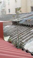 Kalanchoe × houghtonii