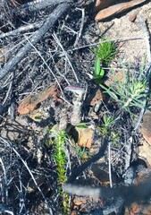 Adromischus maculatus