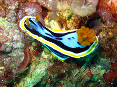 Chromodoris annae