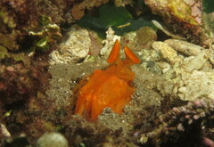 Lysiosquilloides mapia