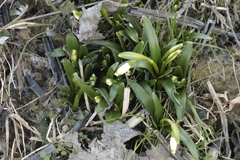 Leucojum vernum