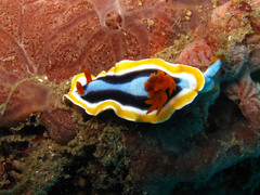 Chromodoris annae