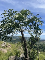 Cussonia