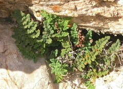 Argyrochosma jonesii