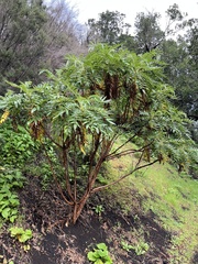 Bencomia sphaerocarpa