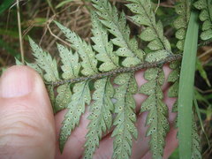 Polystichum neozelandicum neozelandicum