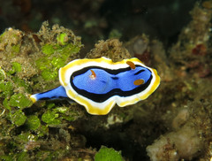 Chromodoris annae