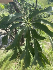 Cussonia