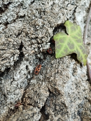 Pyrrhocoris apterus