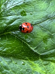 Coccinella algerica
