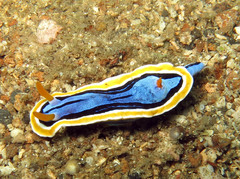 Chromodoris annae