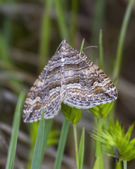 Perizoma custodiata