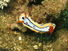 Chromodoris annae