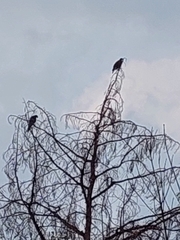 Parabuteo unicinctus