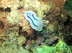 Chromodoris lochi
