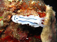 Chromodoris lochi