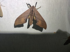 Marumba cristata