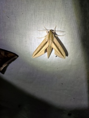 Theretra silhetensis