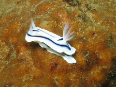 Chromodoris lochi