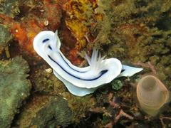 Chromodoris lochi