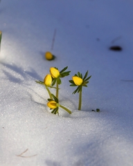 Eranthis