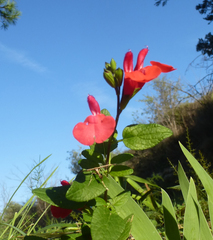 Salvia microphylla