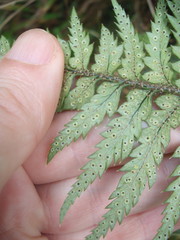 Polystichum neozelandicum neozelandicum